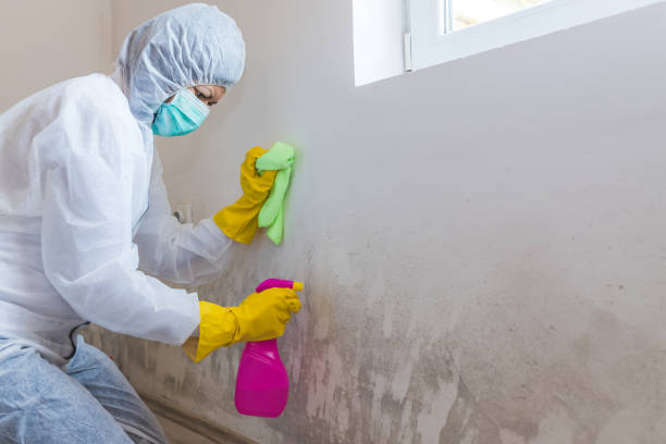 Best Attic Mold Removal  in Paw Paw Lake, MI